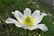 47 Pulsatilla alpina (pulsatilla alpina)   